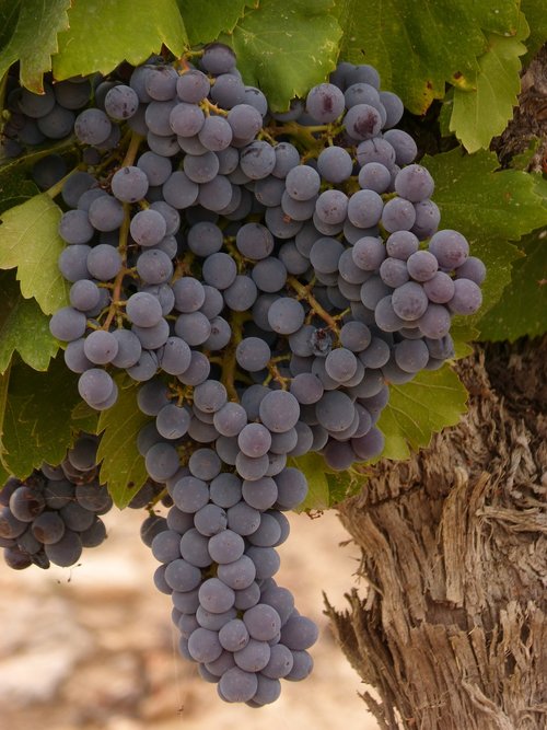 grape  cluster  vine