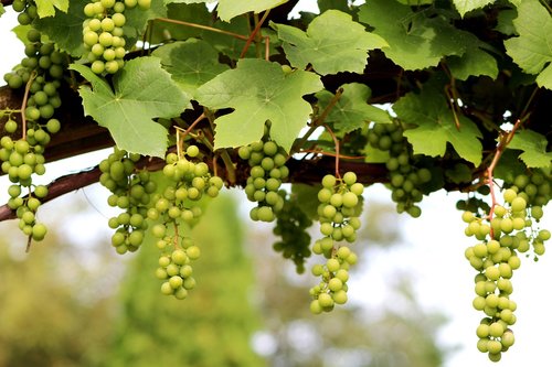 grape  vitis vinifera  climber