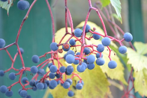 grape  wild  plant