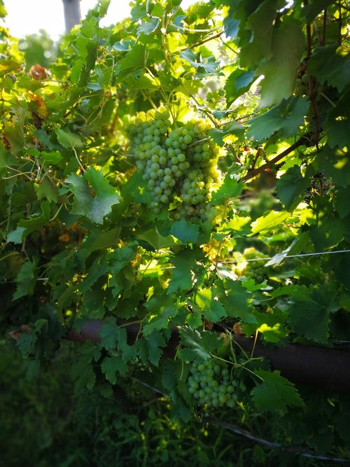 grape  plant  nature
