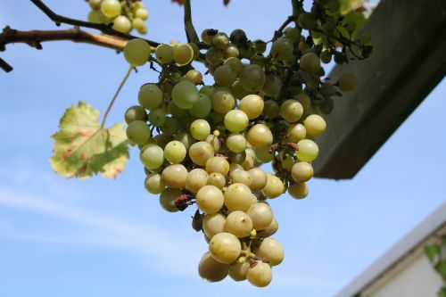 grape white bush