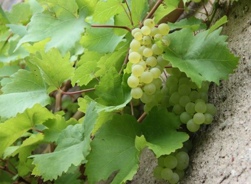 grape nature fruit