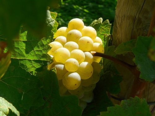 grape rebstock vine