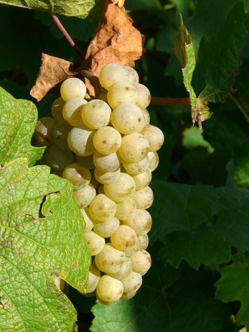 grape rebstock grapevine
