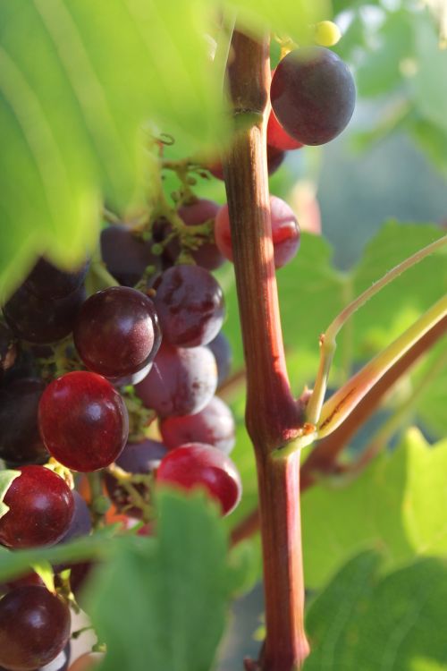 grape fruit cluster