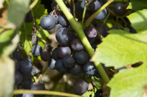 grape grapes sun