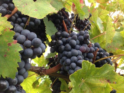 grape fruit vineyard