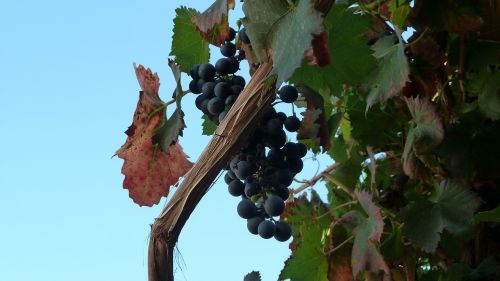 grape vintage