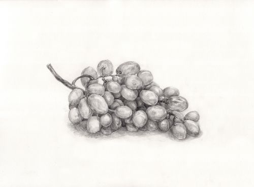 grape painting drawing
