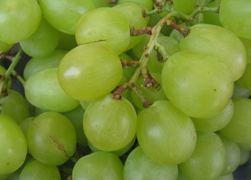 grape green fruit