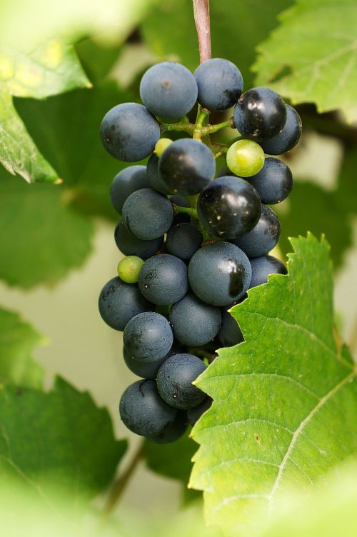 grape wine blue