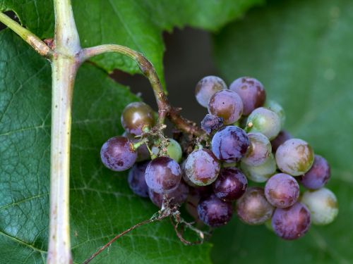 grape grapes fruits