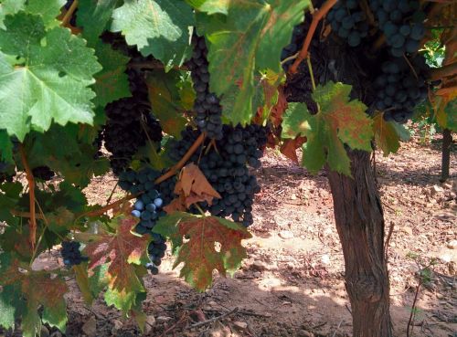 grape vine wine