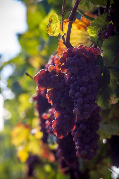 grape grapes wine berries