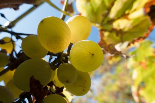grape wine vine