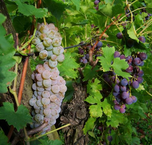 grape fruit white-blue grapes