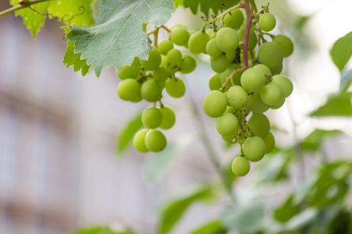 grape green fruit