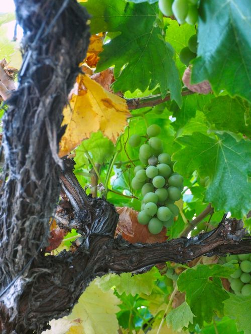 grape green vine vineyard