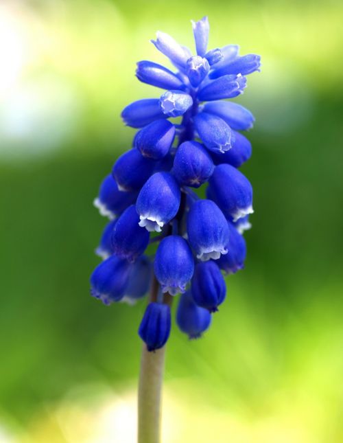 grape hyacinth muscari botryoides blue
