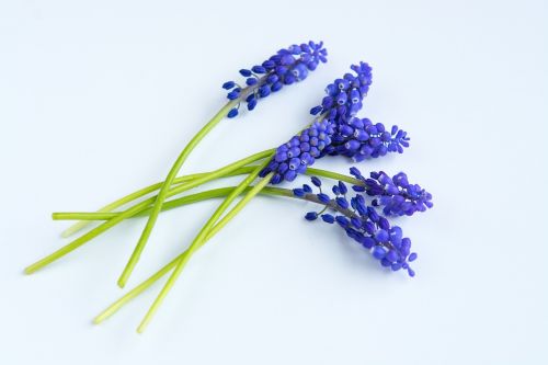 grape-hyacinth flowers blue