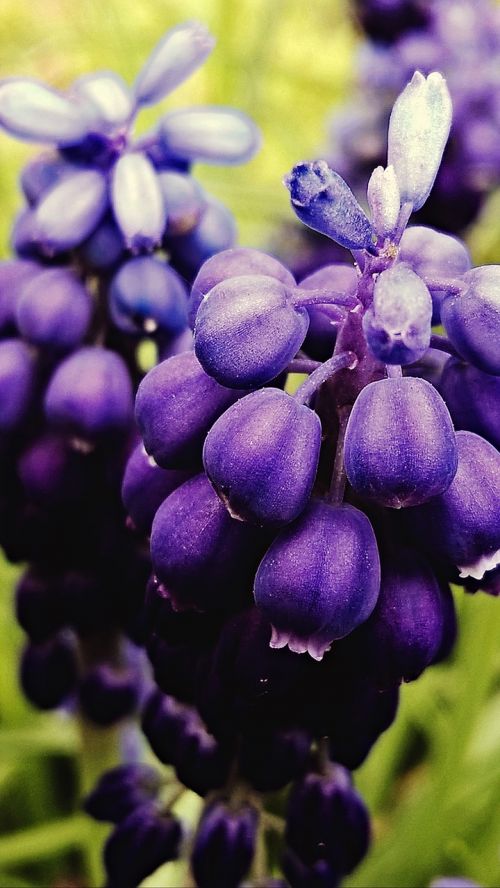 grape hyacinth purple macro