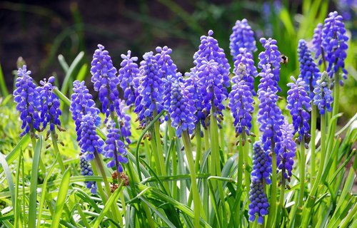 grape hyacinth  blue  spring