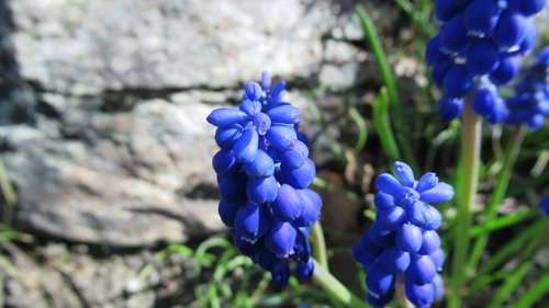grape hyacinth  rock  nature