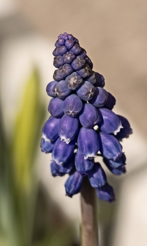 grape hyacinth  blossom  bloom