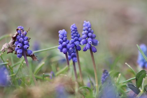 grape hyacinth  early bloomer  blue