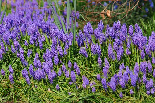 grape hyacinth  flowers  spring