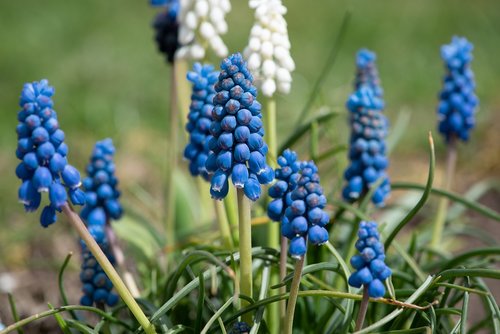 grape hyacinth  garden  blue