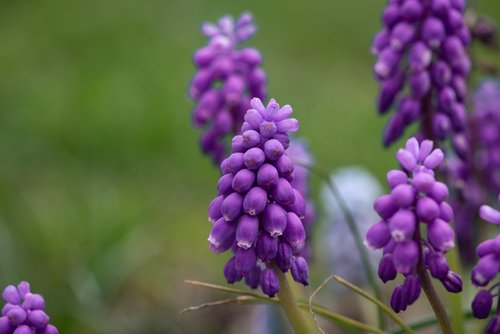 grape hyacinth  flowers  bloom