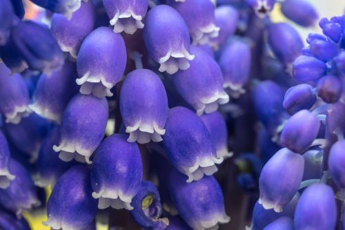 grape hyacinth muscari blossom