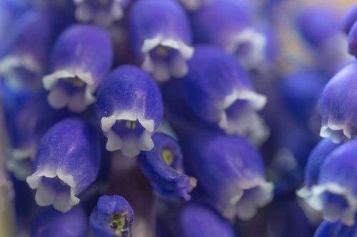 grape hyacinth muscari blossom