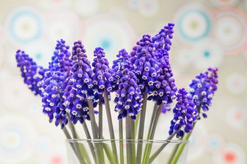 grape hyacinth muscari blossom