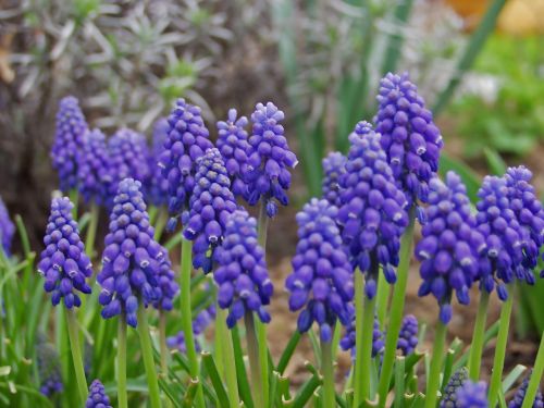 grape hyacinth flower spring