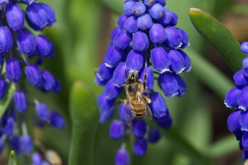 grape hyacinth flower bee