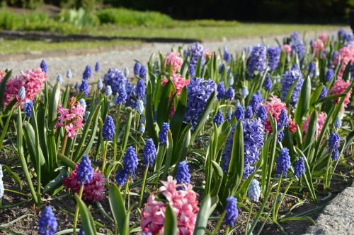 grape hyacinths spring park