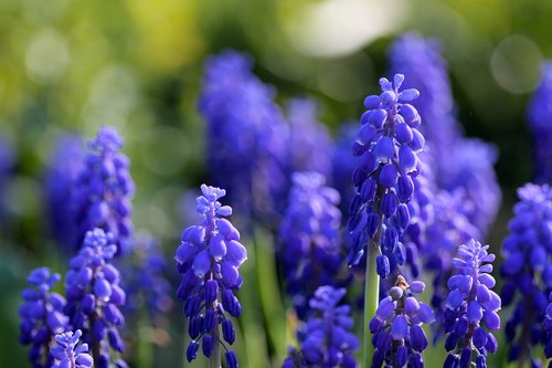 grape hyacinths  spring  blue