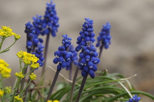 grape hyacinths  spring  garden