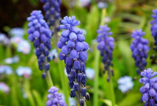 grape hyacinths  flowers  blue