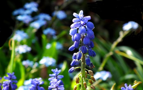 grape hyacinths  blue  flowers