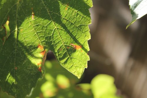 grape leaf vine nature