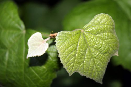 grape leaves nature green