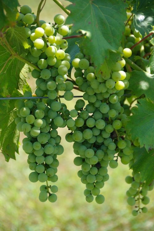 grape vine grapes wine