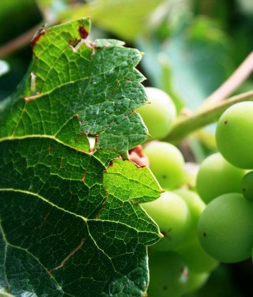 grape vine grapes green