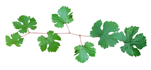 grape vine leaves branch