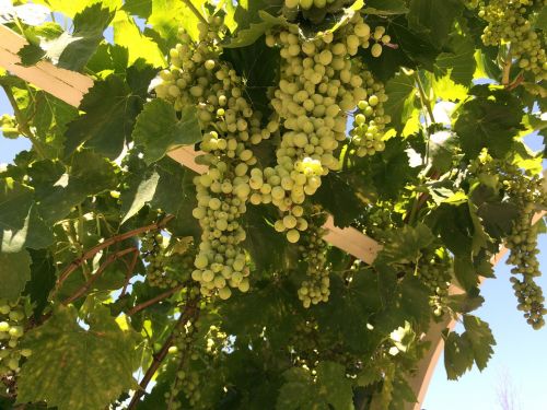 grape vines grapes temecula