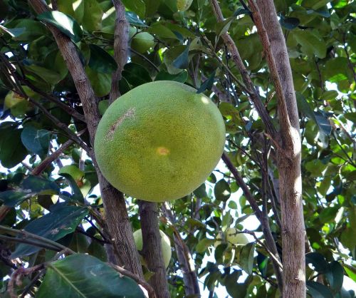 grapefruit citrus fruit vitamin c