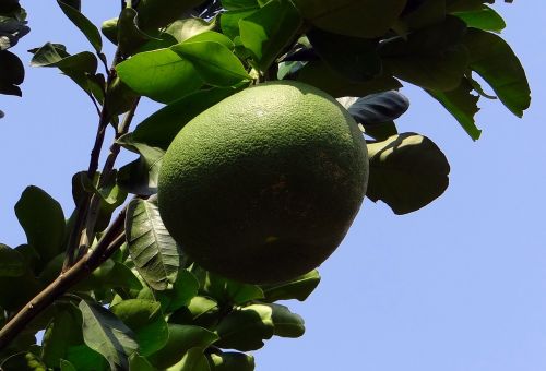 grapefruit citrus paradisi subtropical